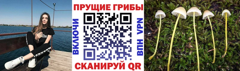 Псилоцибиновые грибы Psilocybe  наркошоп  Сычёвка 